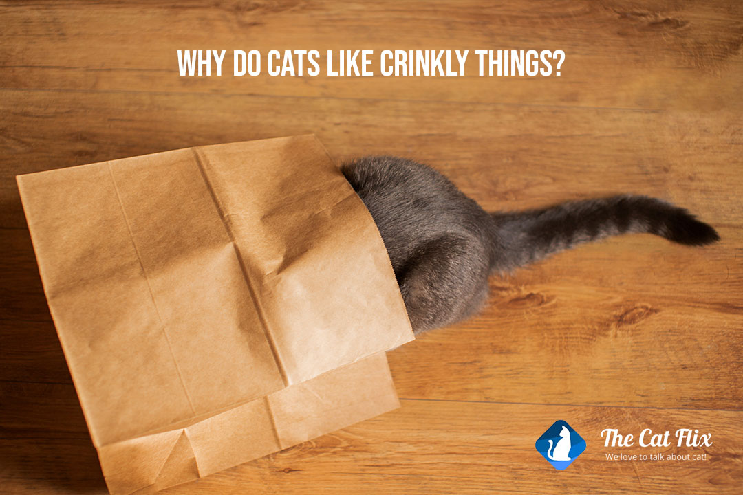 Why do cats like crinkly things