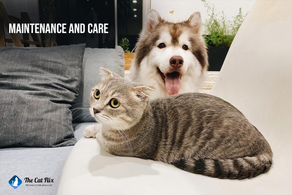 dog vs cat Maintenance and Care