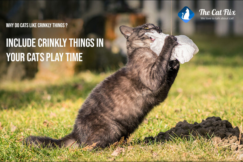 Including crinkly things in your cats’ playtime