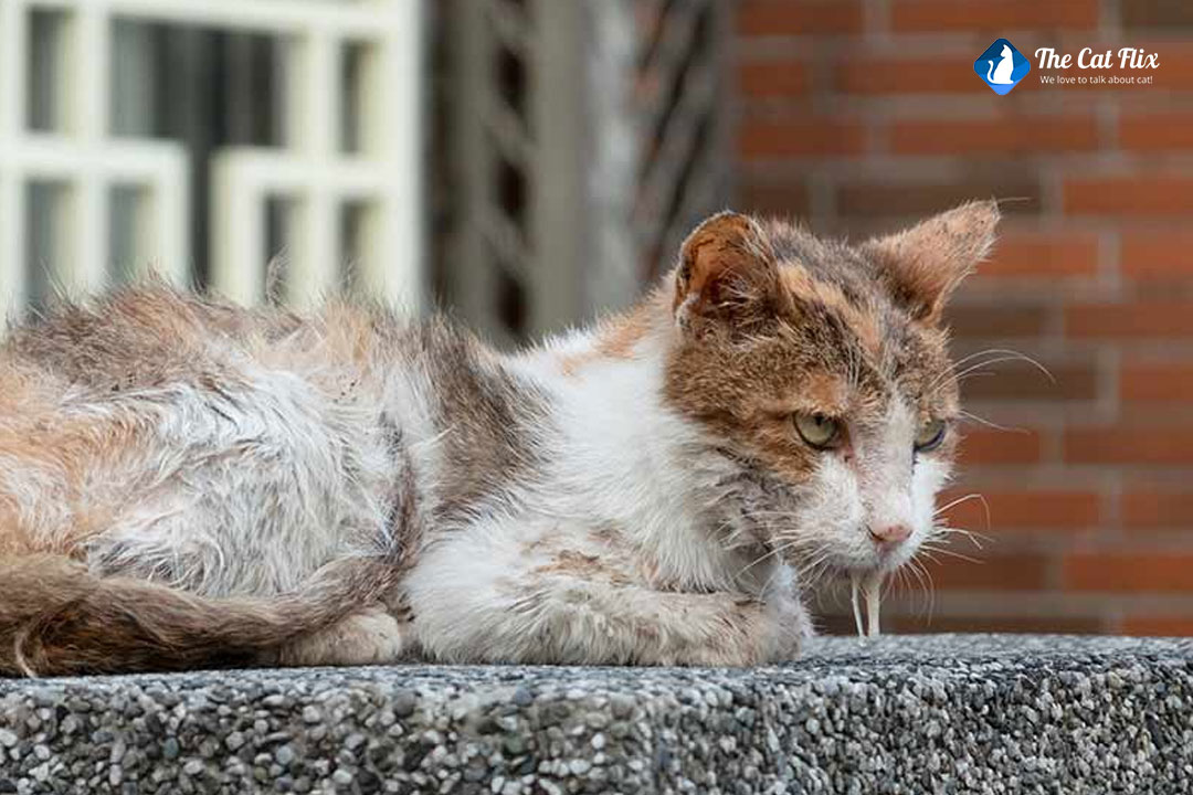 Do Cats Drool When They Sleep The Catflix