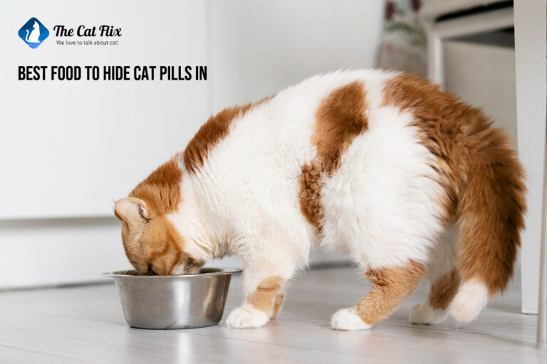 Best food to hide cat pills in