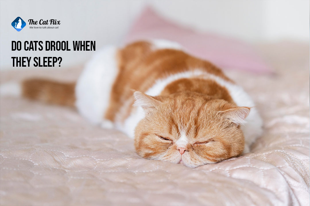 do cats drool when they sleep