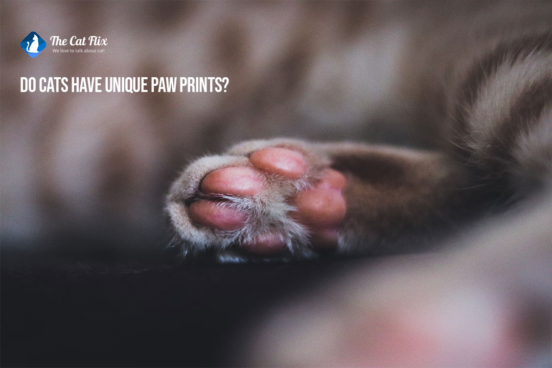 do cats have unique paw prints