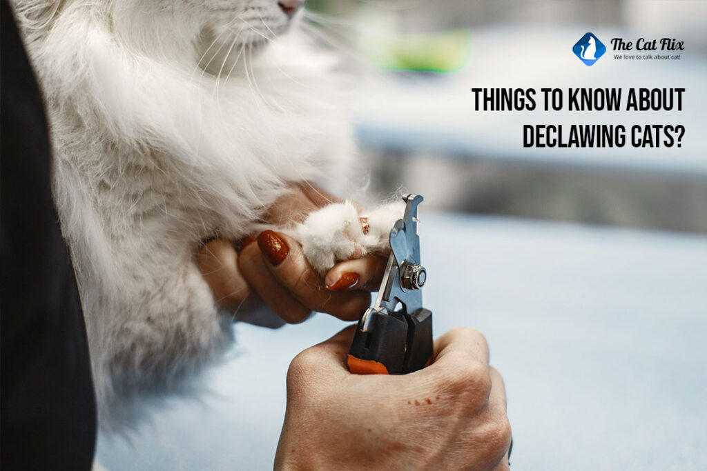 Things to know about declawing cats 7 Shocking Truths you must know