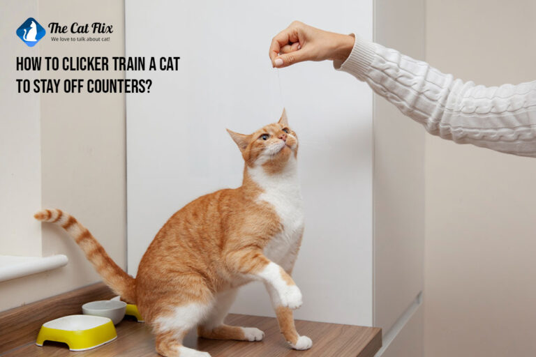 How to clicker train a cat to stay off counters