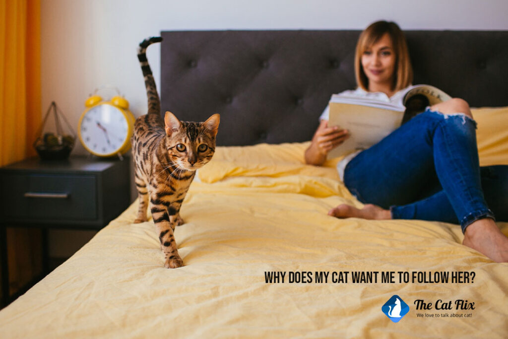 Why does my cat want me to follow her ? Uncover 5 fascinating reasons