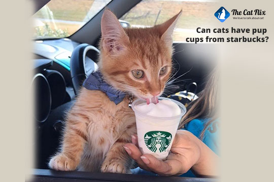 can cats have pup cups from Starbucks