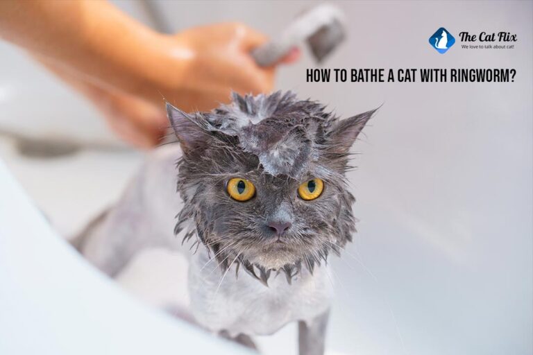 how to bathe a cat with ringworm