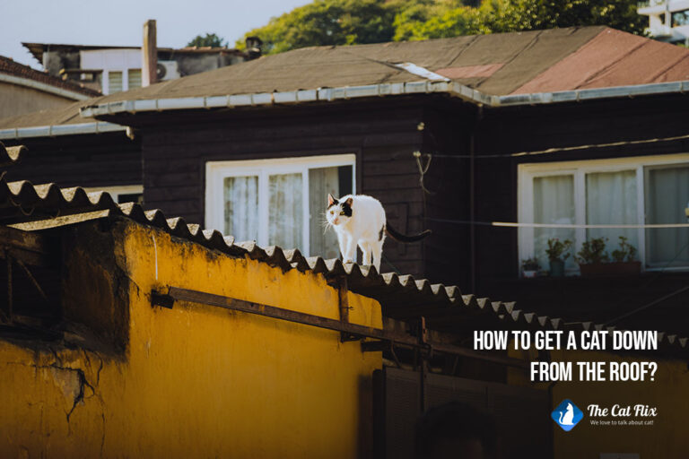 how to get a cat down from the roof