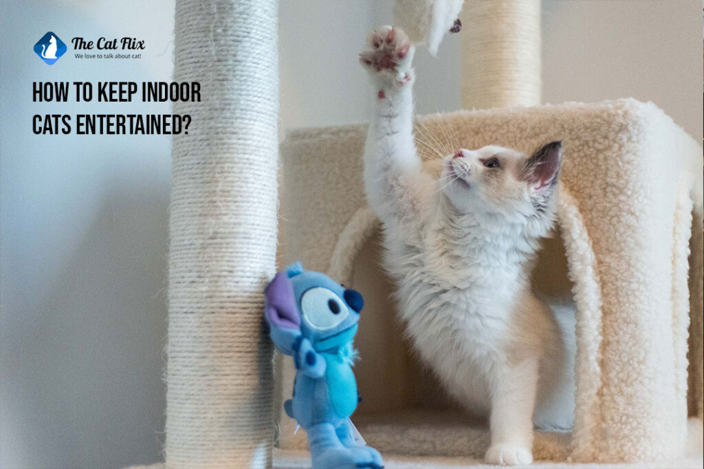How to Keep Indoor Cats Entertained? Uncover the surprising secret