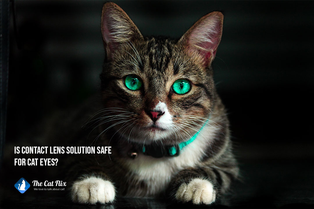 is contact lens solution safe for cat eyes
