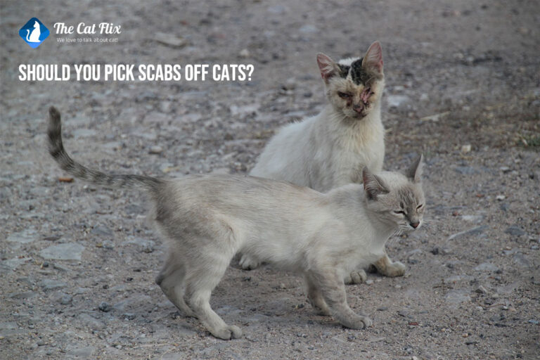 should you pick scabs off cats