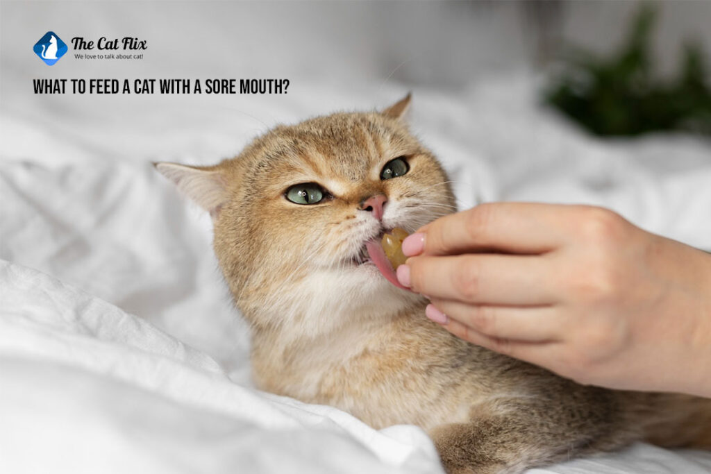 what-to-feed-a-cat-with-sore-mouth-the-catflix