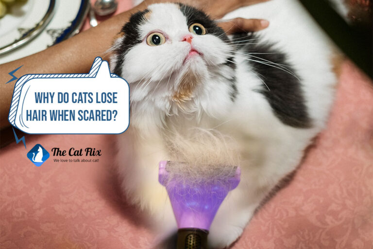 why do cats lose hair when scared