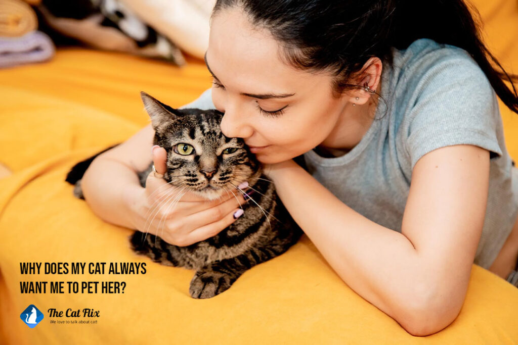 Why does my cat always want me to pet her The Catflix