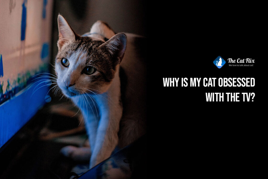 Why is My Cat Obsessed With The TV? The Startling Truth Exposed The