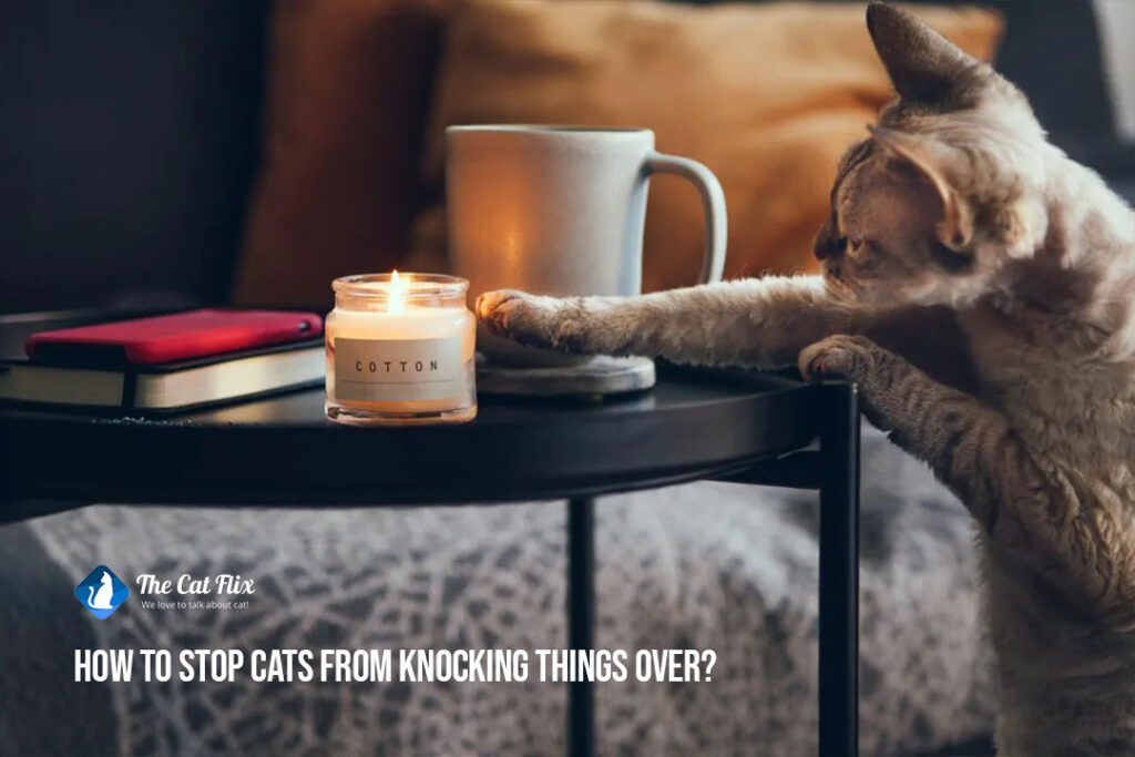 How to stop cats from knocking things over? An expert guide for cat owner The Catflix