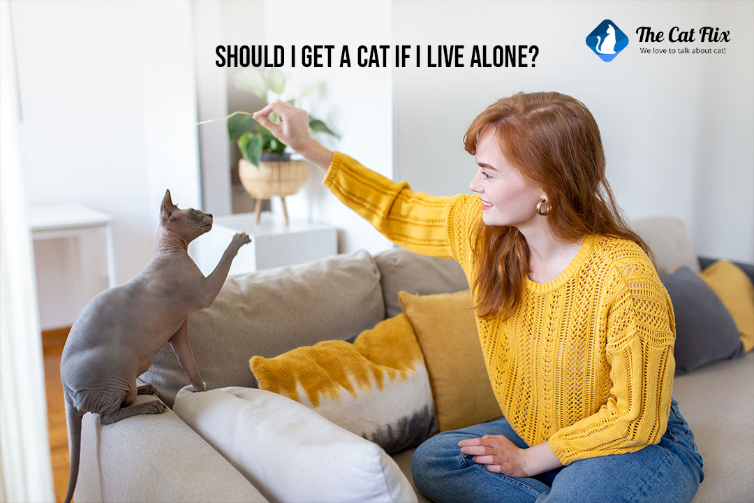 Should I get a cat if i live alone