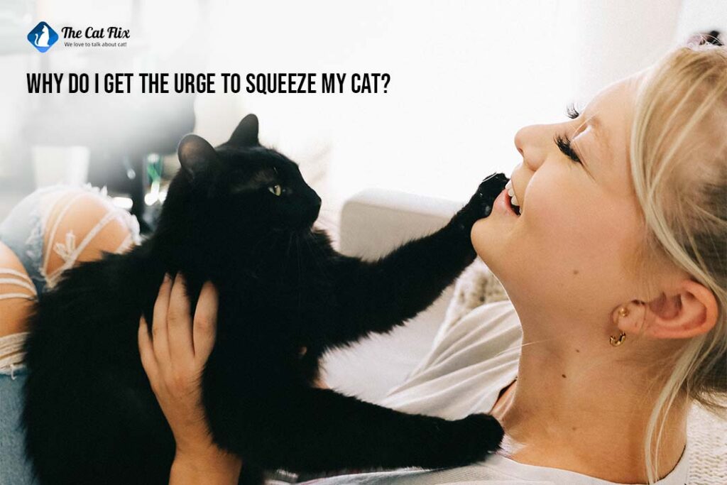 Why do I get the urge to squeeze my cat The Catflix