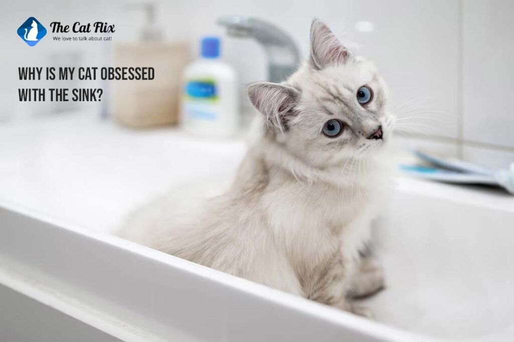 Why is my cat obsessed with the sink The Catflix