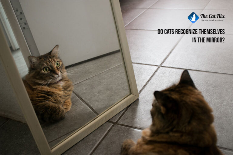 do cats recognize themselves in the mirror