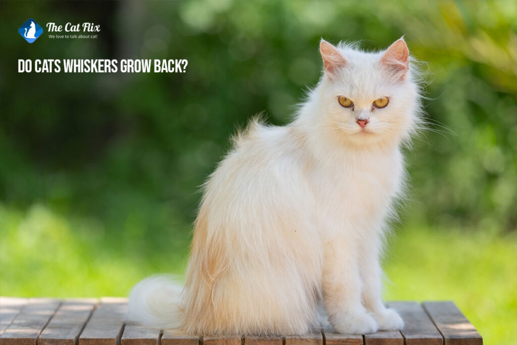 Do cats whiskers grow back? Discover the Truth about Whisker