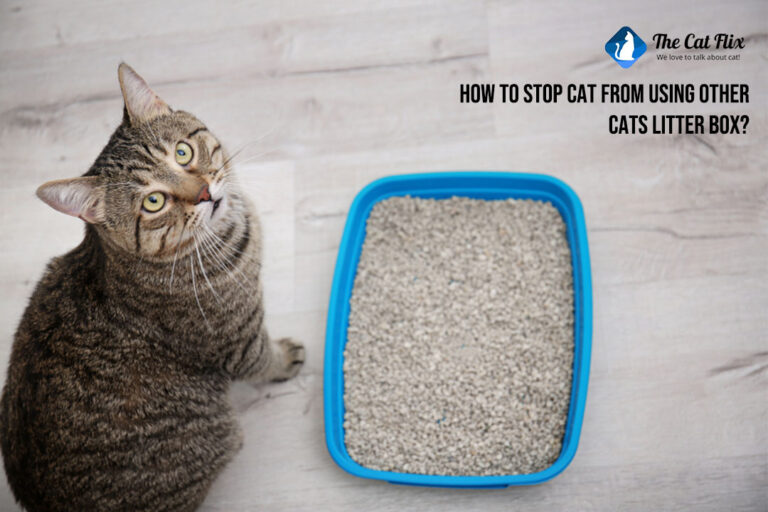 How to stop cats from using other cat's litter