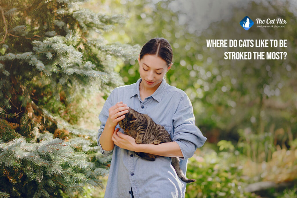 Where do cats like to be stroked the most? Discover the Secret to