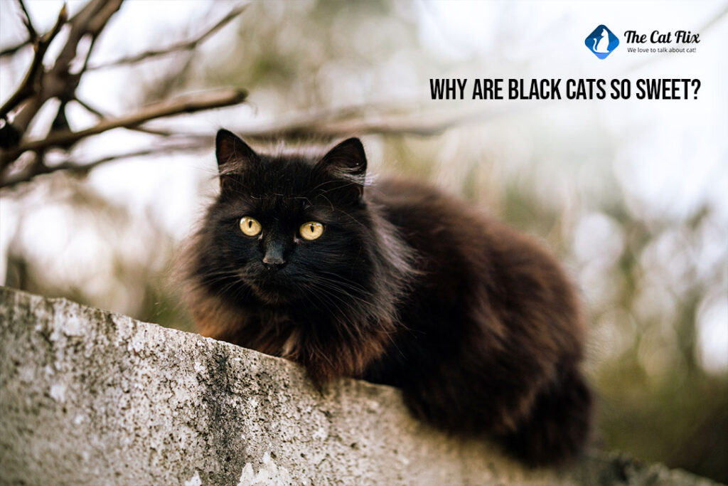 Why are black cats so sweet The Catflix