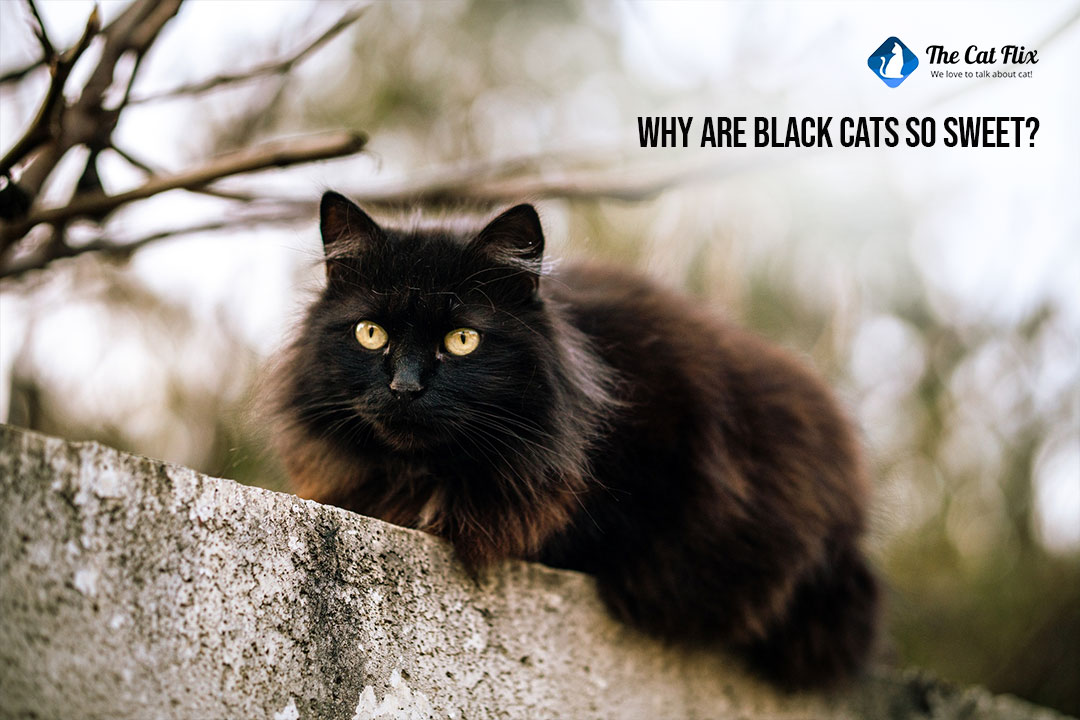 Why Are Black Cats So Sweet The Catflix