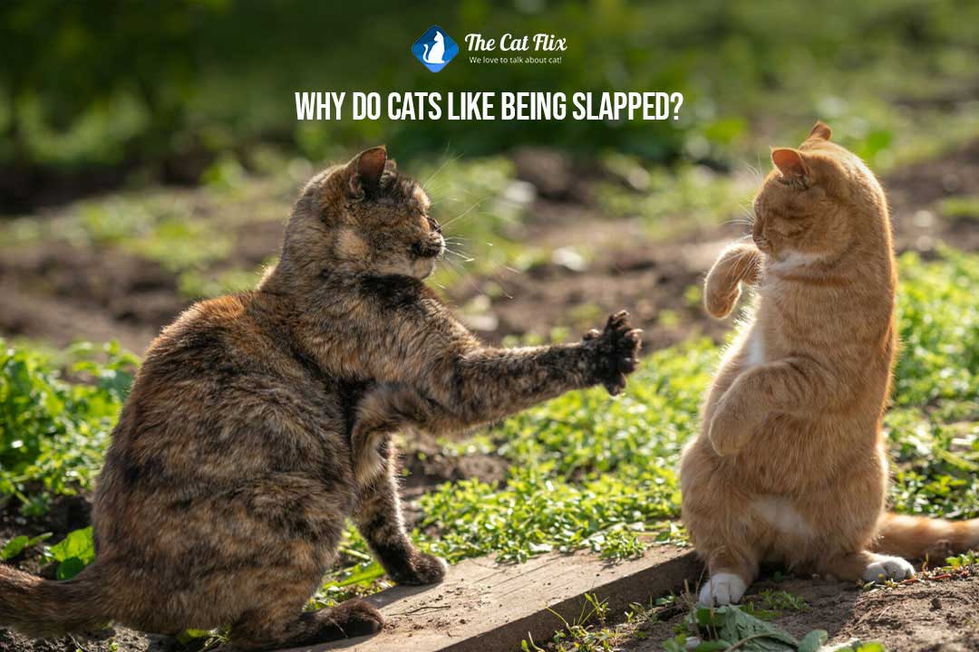 Why do cats like being slapped