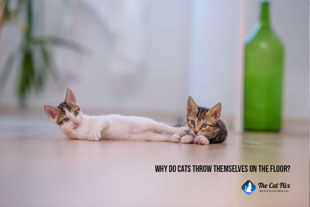 Why do cats throw themselves on the floor The Catflix