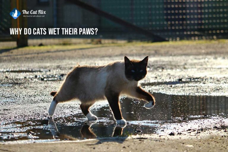 why do cats wet their paws