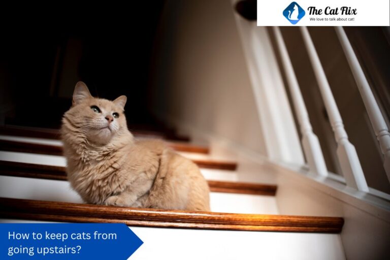 How to keep cats from going upstairs?