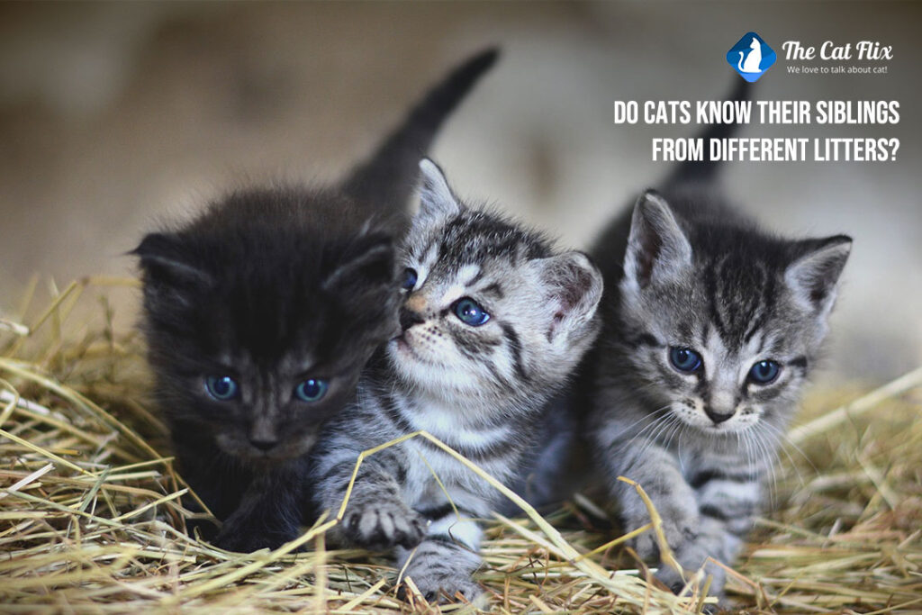 Do cats know their siblings from different litters? The Catflix