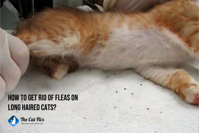 how to get rid of fleas on long haired cats