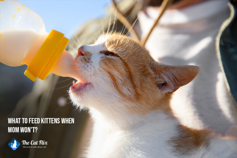 what to feed kittens when mom will not