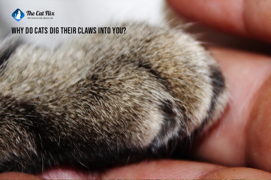 Why do cats dig their claws into you? The Catflix