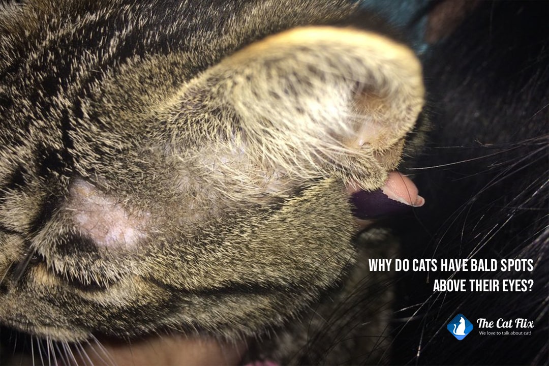 why do cats have bald spots above their eyes