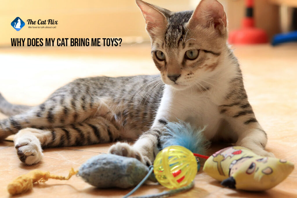 Why does my cat bring me toys? Unveiling the fascinating reasons The