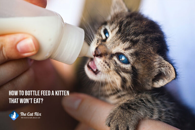 how to bottle feed a kitten that won't eat