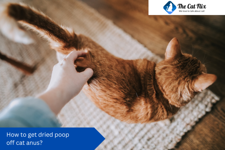 How to get dried poop off cat anus?