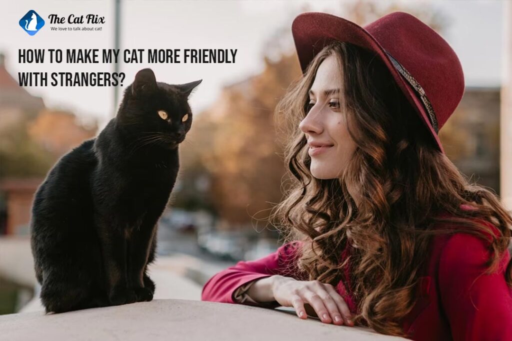 How to make my cat more friendly with strangers The Catflix