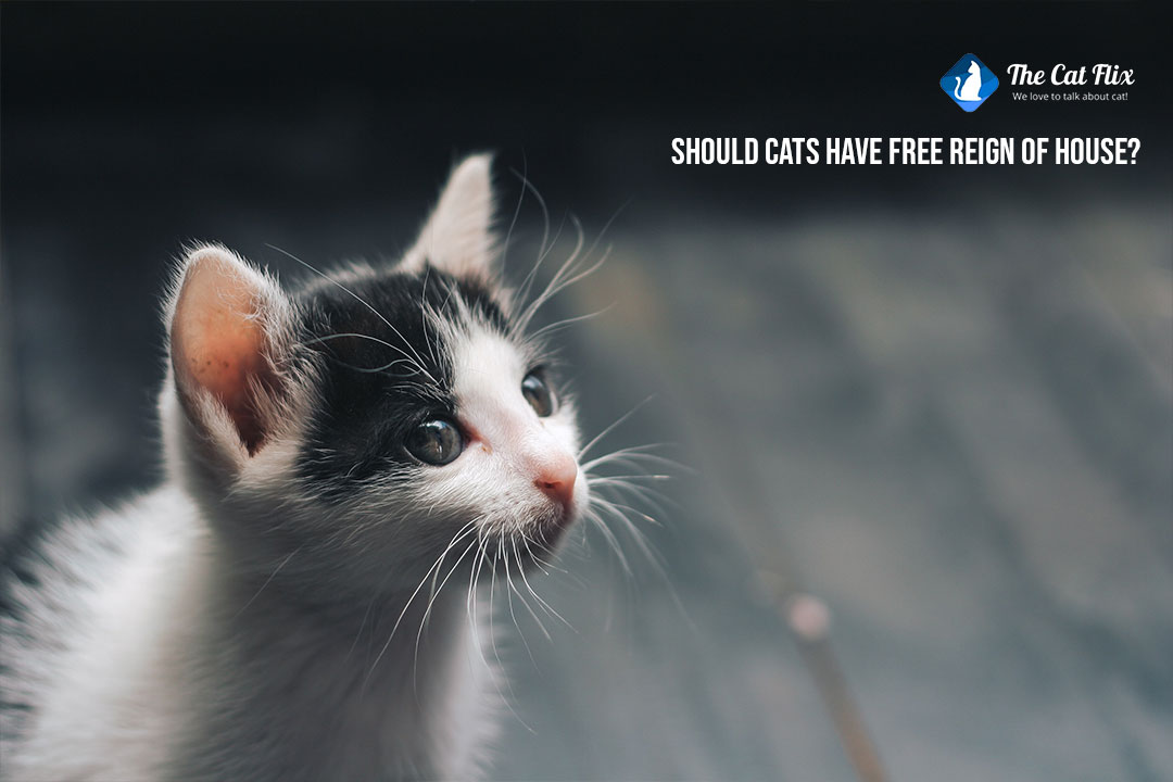 Should cats have free-reign of house