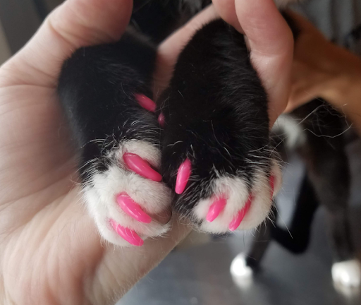 Can Using Soft Nail Caps Prevent Cats From Scratching Couches?