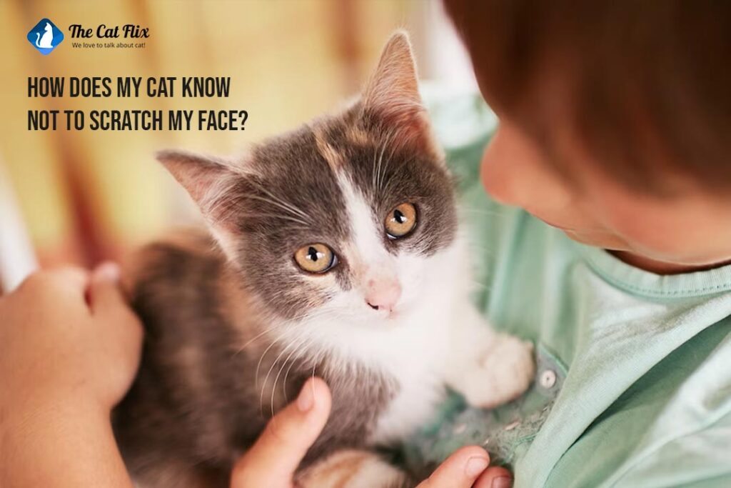 Cracking the Code How Does My Cat Know Not To Scratch My Face