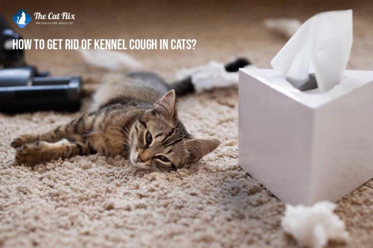 How To Get Rid Of Kennel Cough In Cats