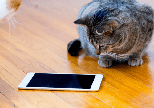Why Do Cats Have the Habit of Rubbing Their Faces on Phones