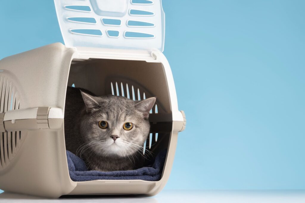 Understanding Your Cat's Comfort and Safety