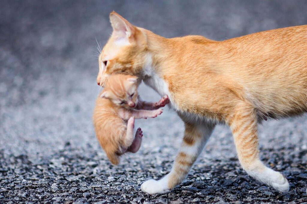Understanding The Feline Phenomenon “Scruffing”